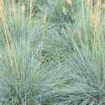 Fescue: planting, maintenance