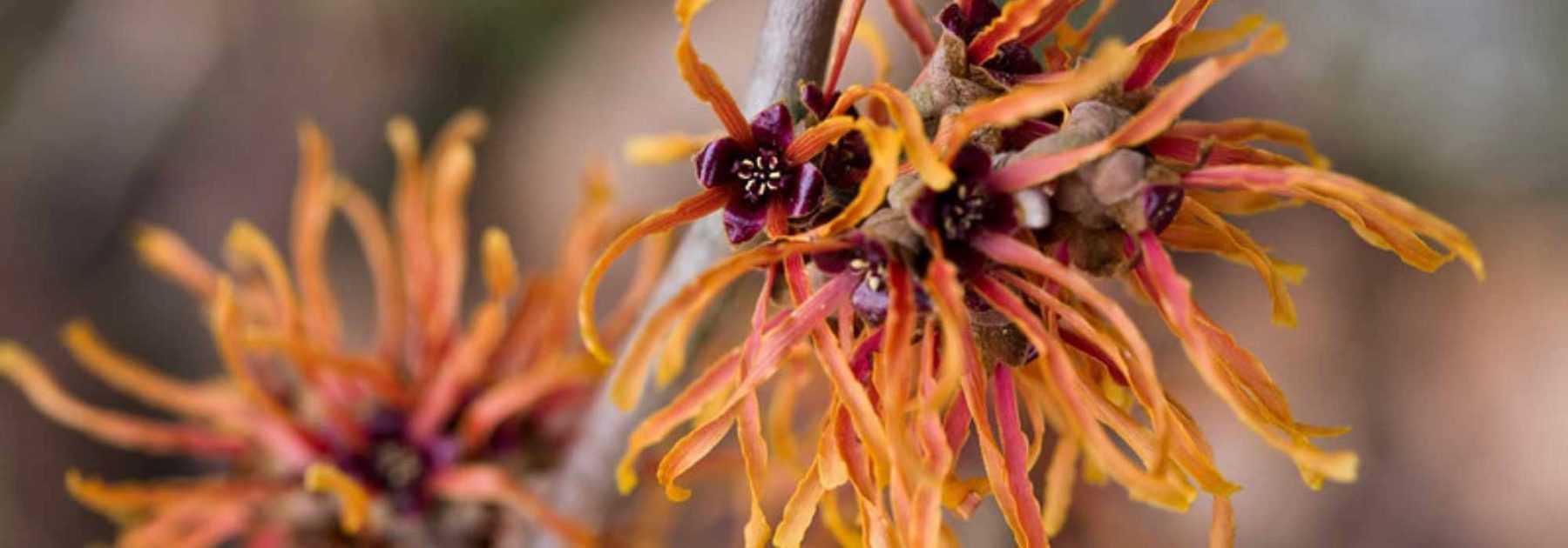 <em>Hamamelis</em>: most beautiful varieties