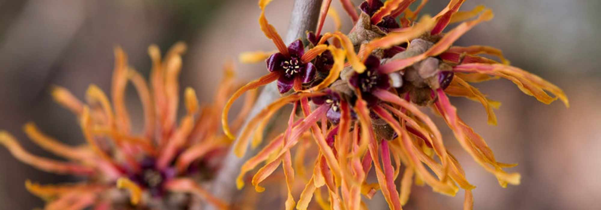 <em>Hamamelis</em>: most beautiful varieties