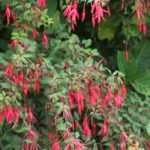 <em>Fuchsia</em>: how to overwinter?