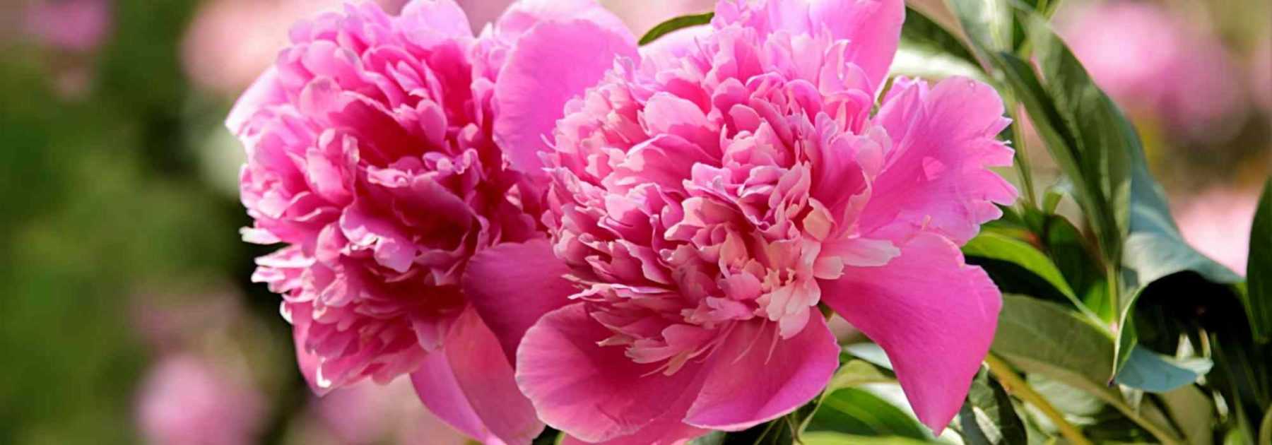Herbaceous peony: most beautiful varieties