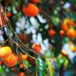 Persimmon or kaki: sowing, cultivation, harvest