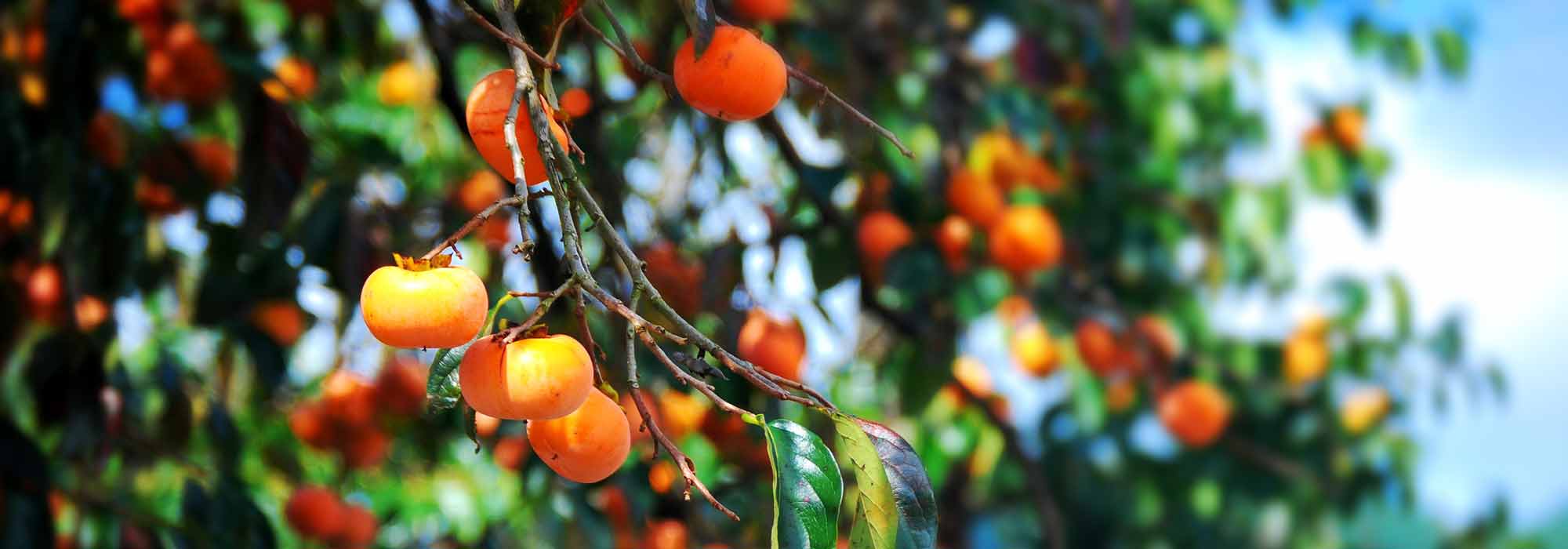 Persimmon or kaki: sowing, cultivation, harvest