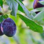 Plum and mirabelle plum trees: best varieties