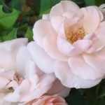 Rose hedge: 10 best varieties