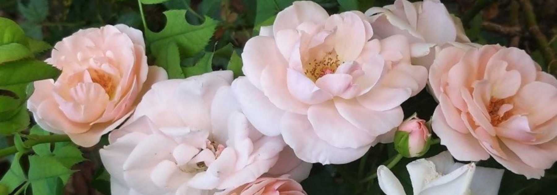 Rose hedge: 10 best varieties