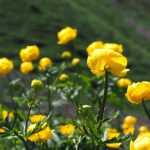 Trollius: planting, growing, and maintaining