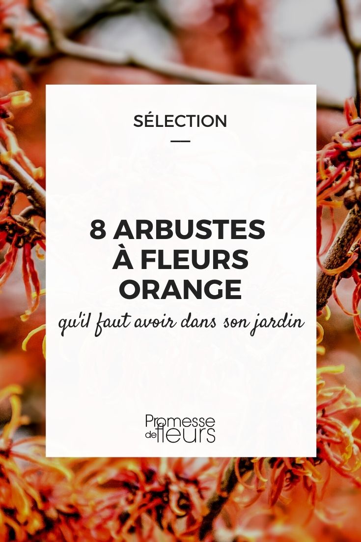 8 Bushes with Orange Flowers
