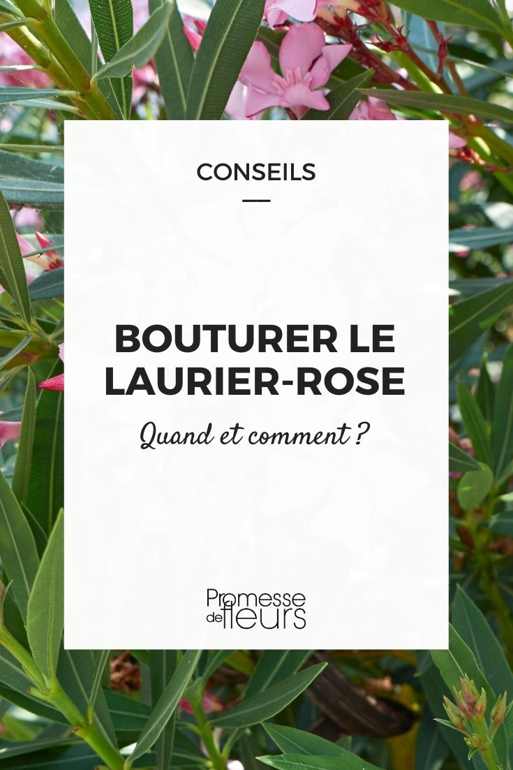 cutting of oleander