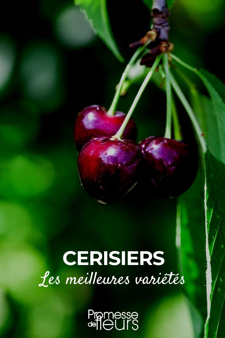 Cherry Trees: Best Varieties Our Selection of the Best Cherry Trees