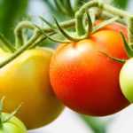 How to successfully grow tomatoes in upside-down bottles? - tutorial