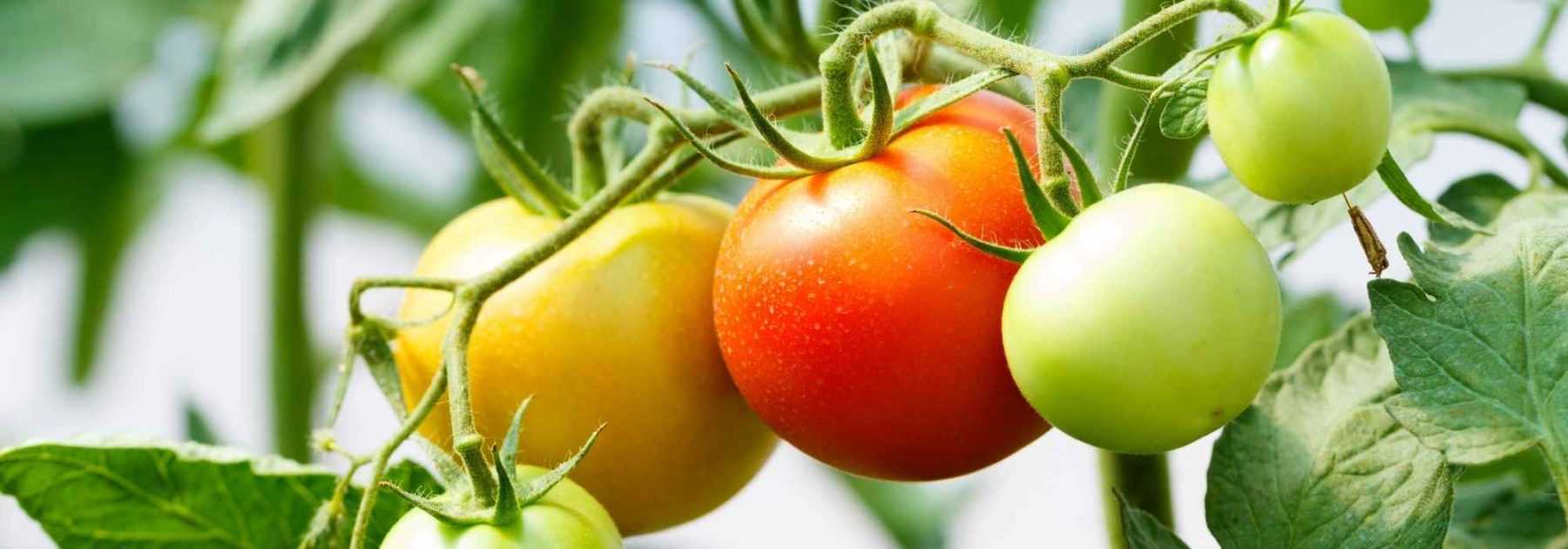 How to successfully grow tomatoes in upside-down bottles? - tutorial