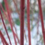 12 Dogwoods with decorative wood: reliable choices