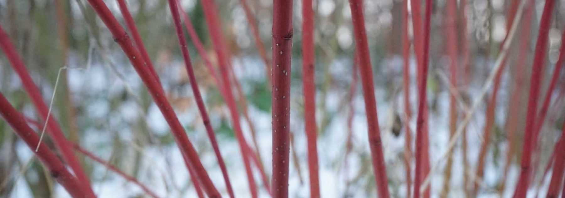 12 Dogwoods with decorative wood: reliable choices