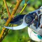 Caring for roses: all the right equipment