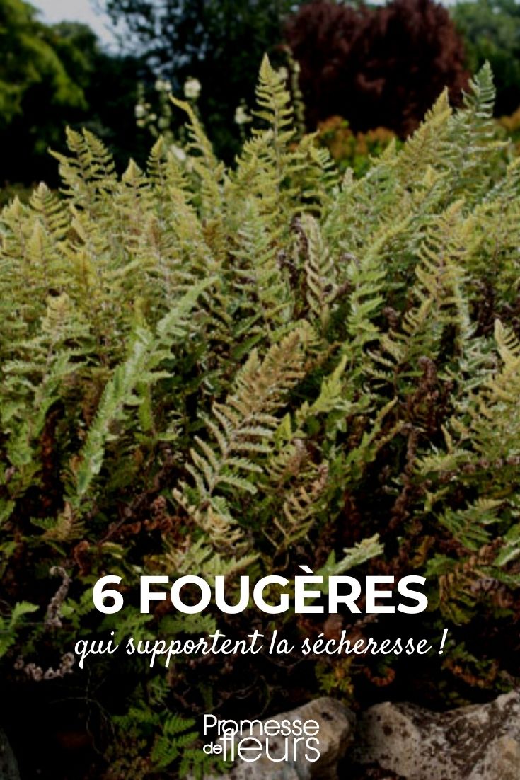 fern drought 6 Ferns for Dry Soil
