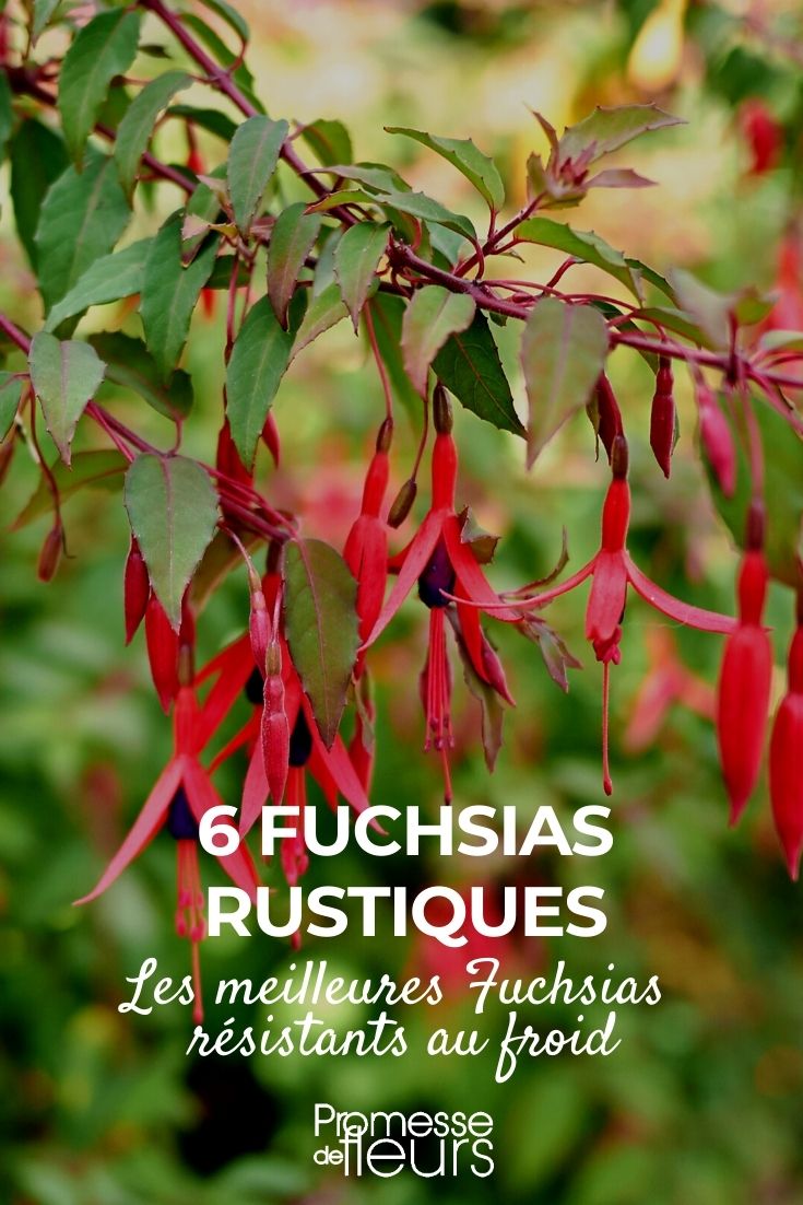 6 Hardy Fuchsias