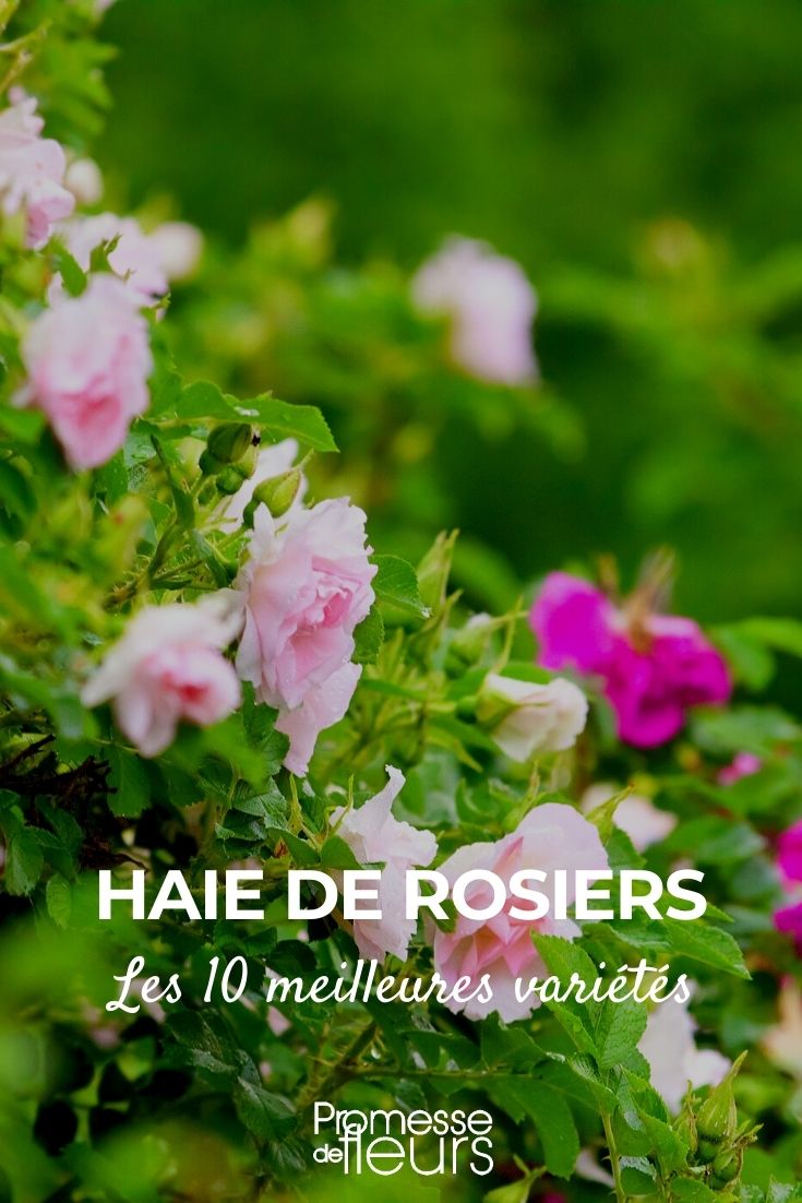 Rose Hedge