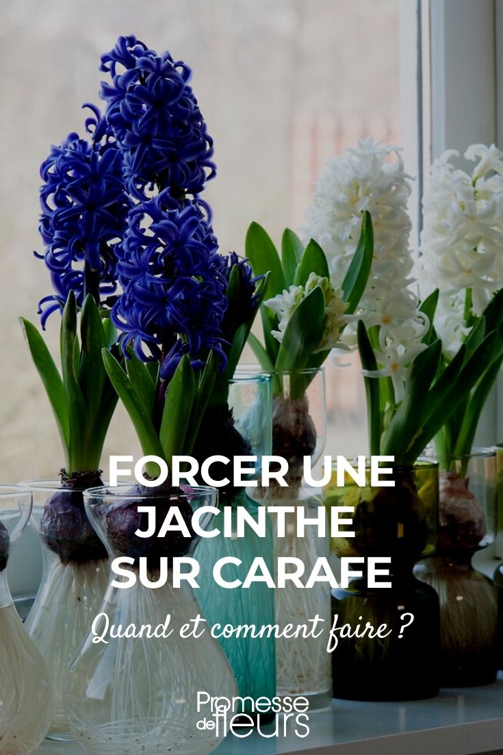 hyacinth carafe (1) Growing Hyacinths in a Carafe: Indoor Hyacinth Cultivation
Hyacinths are a delightful addition to any indoor setting, offering a splash of colour and a heavenly fragrance. Cultivating hyacinths indoors using a carafe is not only aesthetically pleasing but also a straightforward process. Here’s how you can successfully grow these charming flowers inside your home.
### Choosing Your Hyacinth Bulbs
Select healthy Hyacinthus orientalis bulbs from a reputable supplier. Ensure the bulbs are firm and free from any signs of disease or damage.
### Preparing the Carafe
Choose a glass carafe that is both stylish and functional. The carafe should be clean and provide enough space for the bulb to sit at the top while allowing roots to dangle into the water below.
### Setting Up Your Hyacinth
1. Fill the carafe with water, ensuring that it touches just the base of the bulb. Avoid submerging the entire bulb as this can lead to rot.
2. Place the bulb in the neck of the carafe, making sure it’s secure and does not touch the water.
3. Position the carafe in a cool, dark place until the shoots start to appear. This initial stage is crucial for root development.
### Caring for Your Indoor Hyacinth
Once the shoots appear, move the carafe to a brighter location, but avoid direct sunlight. Maintain the water level, always keeping it just below the bulb. As the shoots grow, you can expect to see blooms in a few weeks.
### Enjoying the Blooms
Hyacinths typically flower in the spring, but by forcing them indoors, you can enjoy their beauty and scent much earlier. Once the blooms have faded, you can compost the bulbs as they will not likely flower again indoors.
Cultivating hyacinths in a carafe is a simple yet rewarding indoor gardening project. With minimal effort, you can bring a touch of spring into your home, even during the colder months.