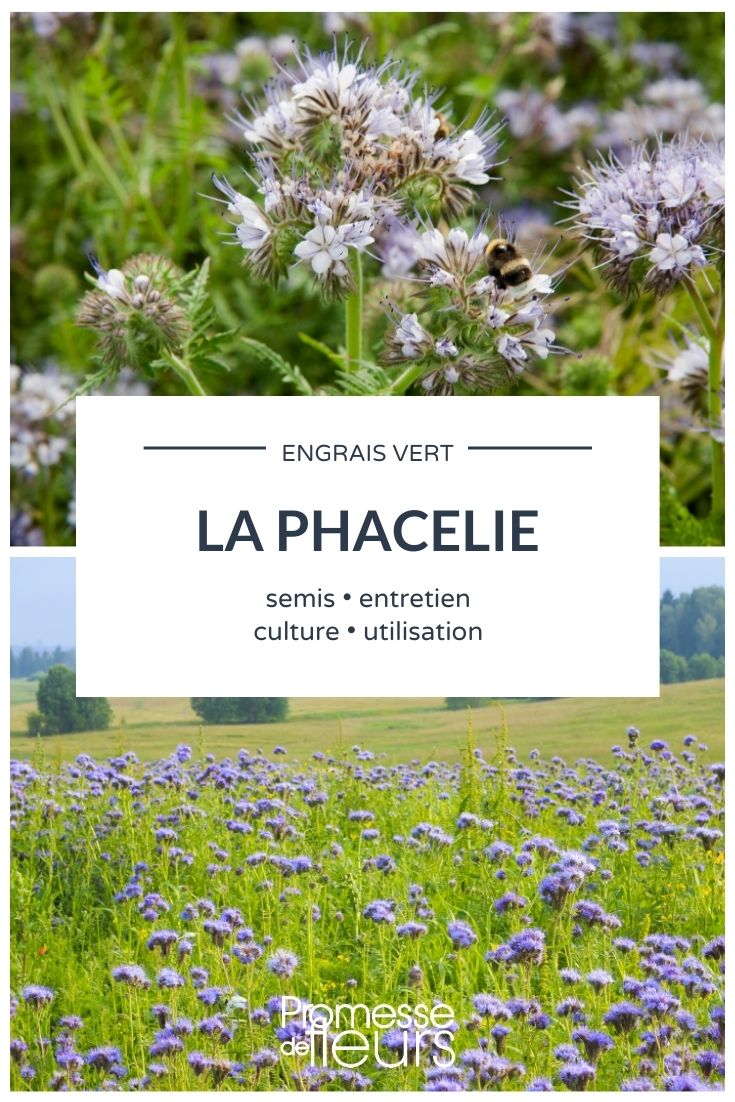 Phacelia as Green Manure Phacelia: Everything You Need to Know
Phacelia, also known as scorpionweed or heliotrope, is a versatile plant that has gained popularity among gardeners and farmers alike. This plant is not only admired for its vibrant and attractive blooms but also for its benefits as a green manure and its ability to attract pollinators like bees.
### Growing Phacelia
Phacelia is relatively easy to grow and can thrive in a variety of soil types, although it prefers well-drained soils. It's an excellent choice for both experienced and novice gardeners. Here’s how you can grow Phacelia successfully:
- **Sowing**: Phacelia seeds can be sown directly into the ground from March to September. The plant prefers a sunny spot but can tolerate partial shade.
- **Watering**: Regular watering is essential, especially during dry spells. However, be careful not to overwater as Phacelia does not like soggy soil.
- **Care**: Phacelia is a low-maintenance plant. It does not require fertilization and is relatively pest-free.
### Benefits of Phacelia
- **Bee Attraction**: Phacelia is a fantastic source of nectar and pollen, making it extremely attractive to bees and other pollinators.
- **Green Manure**: When used as a cover crop, Phacelia helps in soil conditioning. It improves soil structure, adds organic matter, and suppresses weed growth.
- **Beauty**: With its lush foliage and clusters of purple or blue flowers, Phacelia is a beautiful addition to any garden.
### Common Uses
- **Ornamental Gardening**: Due to its aesthetic appeal, Phacelia is often used in ornamental gardens. It can be planted in borders, flower beds, or as part of a wildflower meadow.
- **Agricultural Use**: Farmers use Phacelia as a cover crop to enhance soil health and as a part of sustainable farming practices.
### Conclusion
Whether you are a gardening enthusiast or a professional farmer, Phacelia offers numerous benefits and is a delightful addition to your green space. Its ease of cultivation and ecological benefits make it a valuable plant for various gardening and agricultural applications.