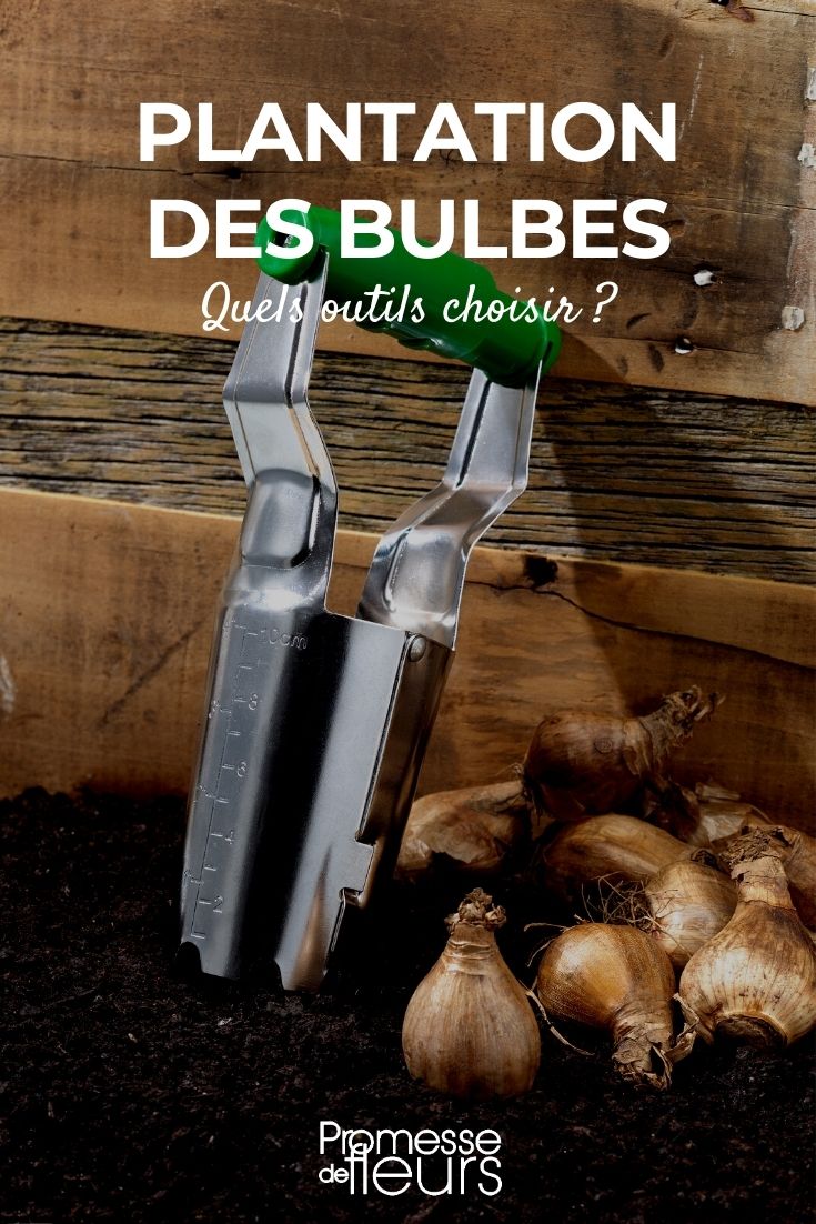 planting bulbs