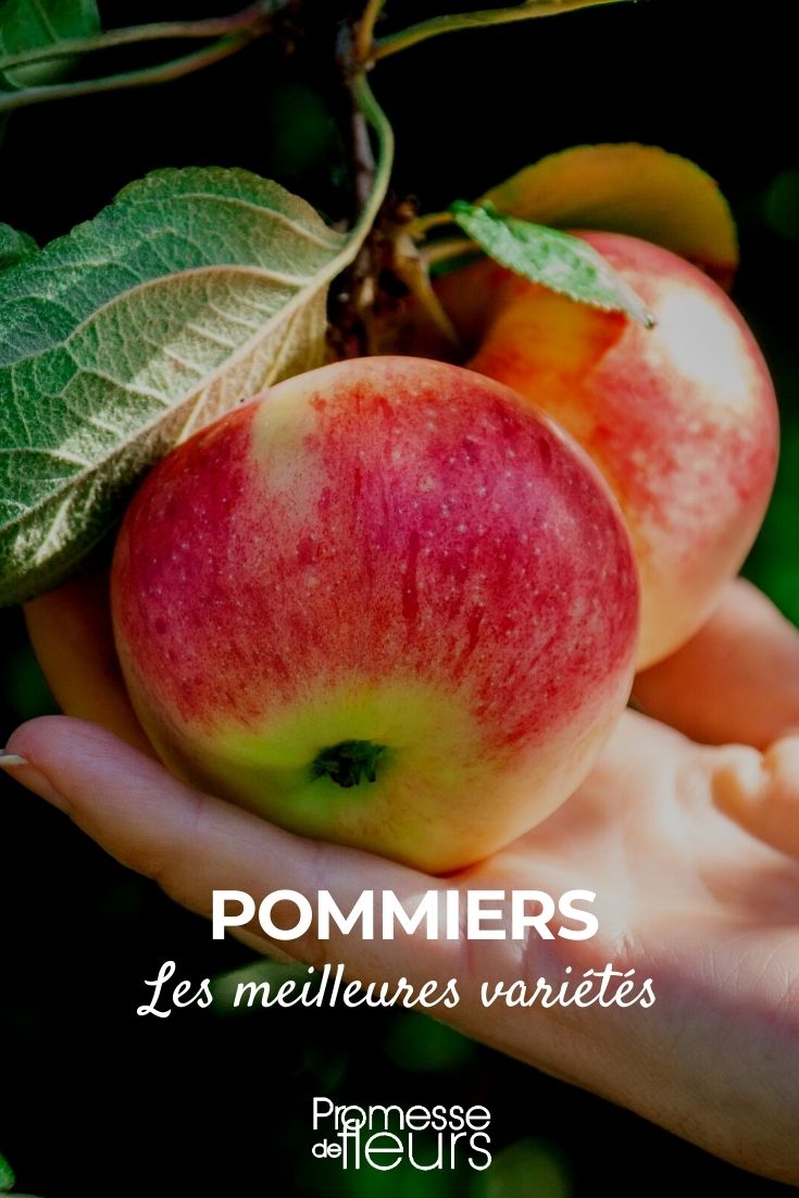 Apple Tree: Best Varieties Our Selection of the Best Apple Trees