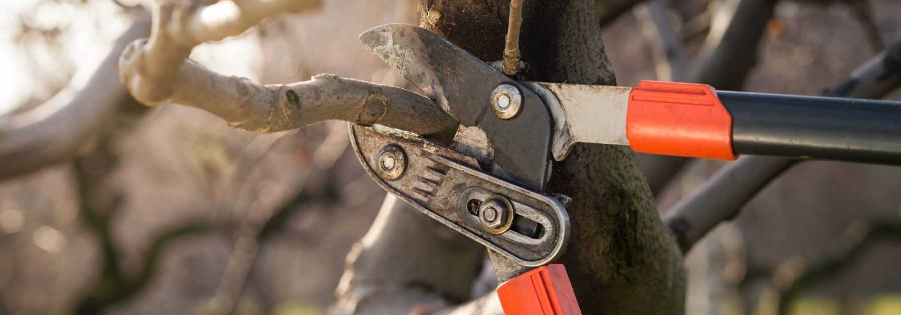 All equipment to care for our trees