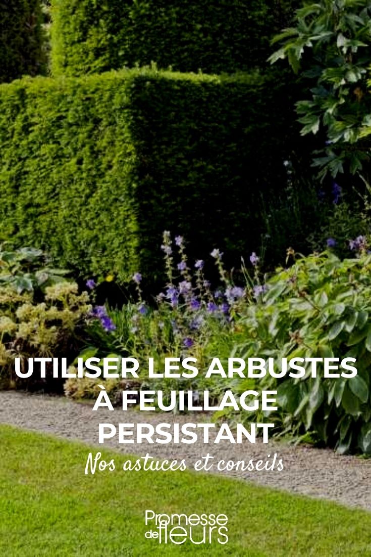 Use evergreen bushes