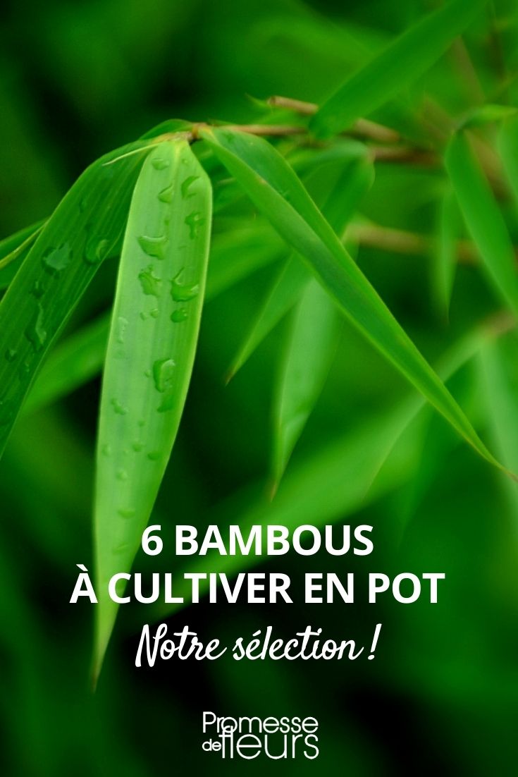 6 Bamboos to Grow in Pots The Best Bamboo Varieties for Pots