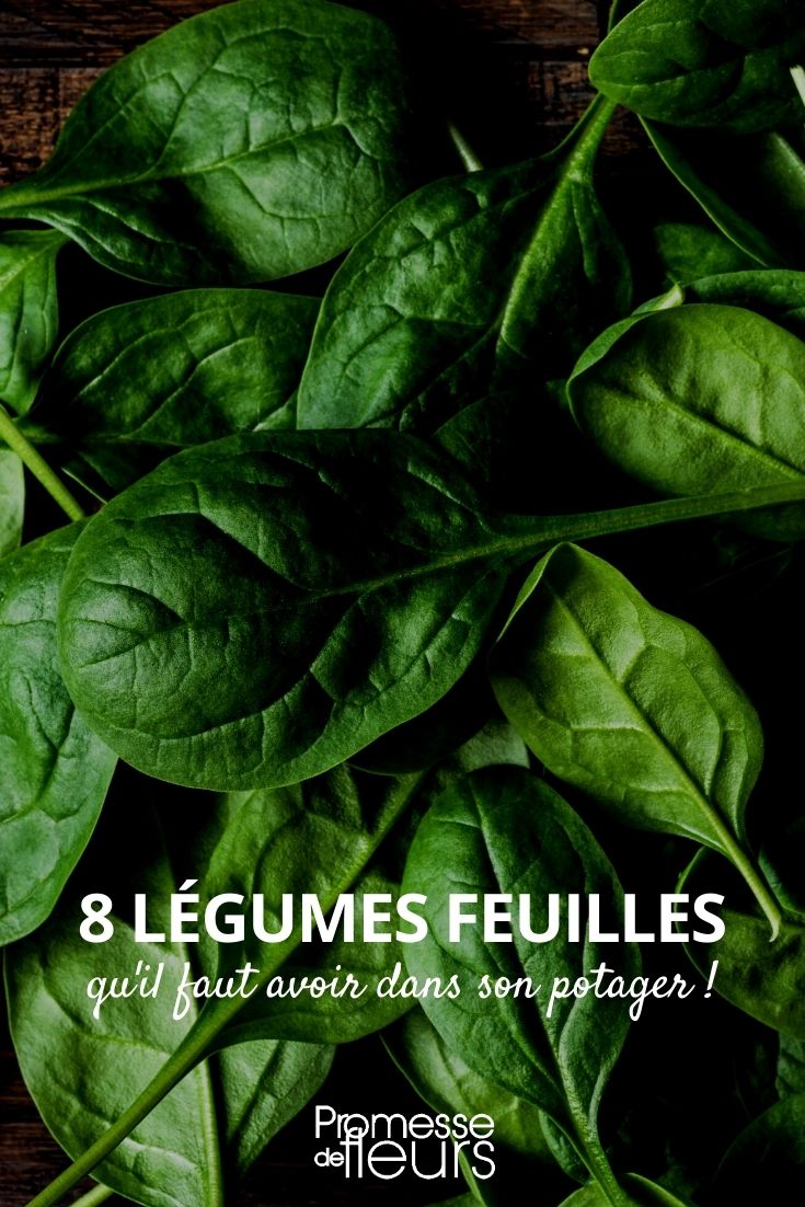 8 leaf vegetables