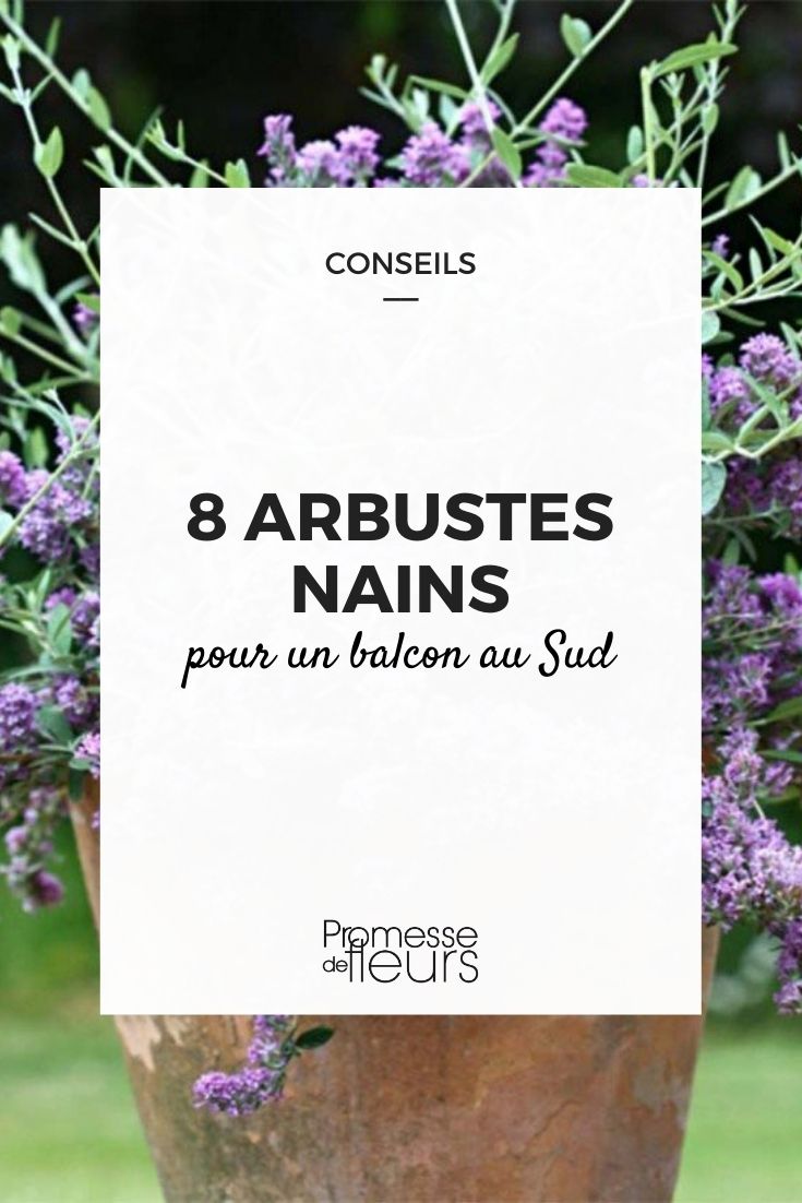 8 Dwarf Bushes for a South-Facing Balcony