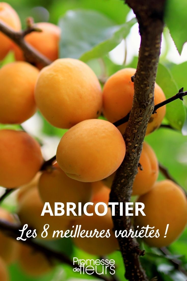 Apricot Tree - Best Varieties