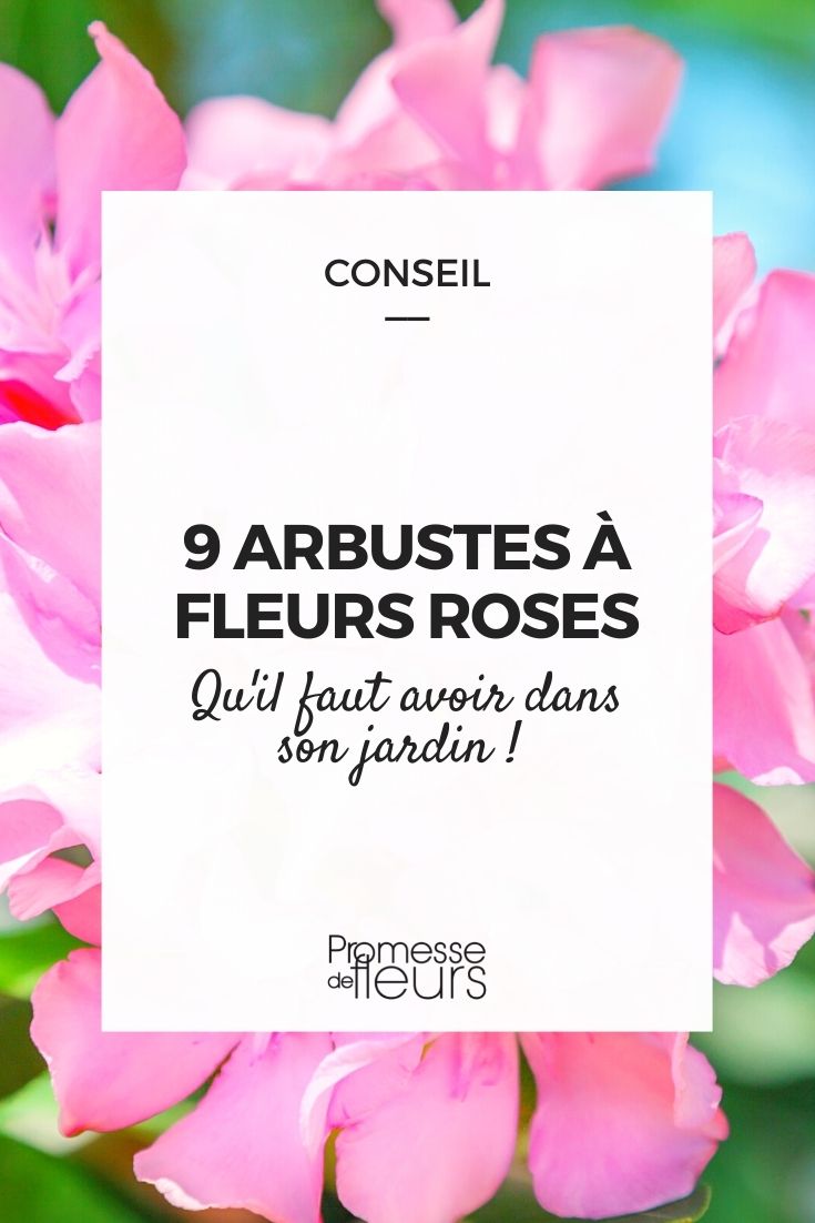 Bushes-Flowers-Pinks