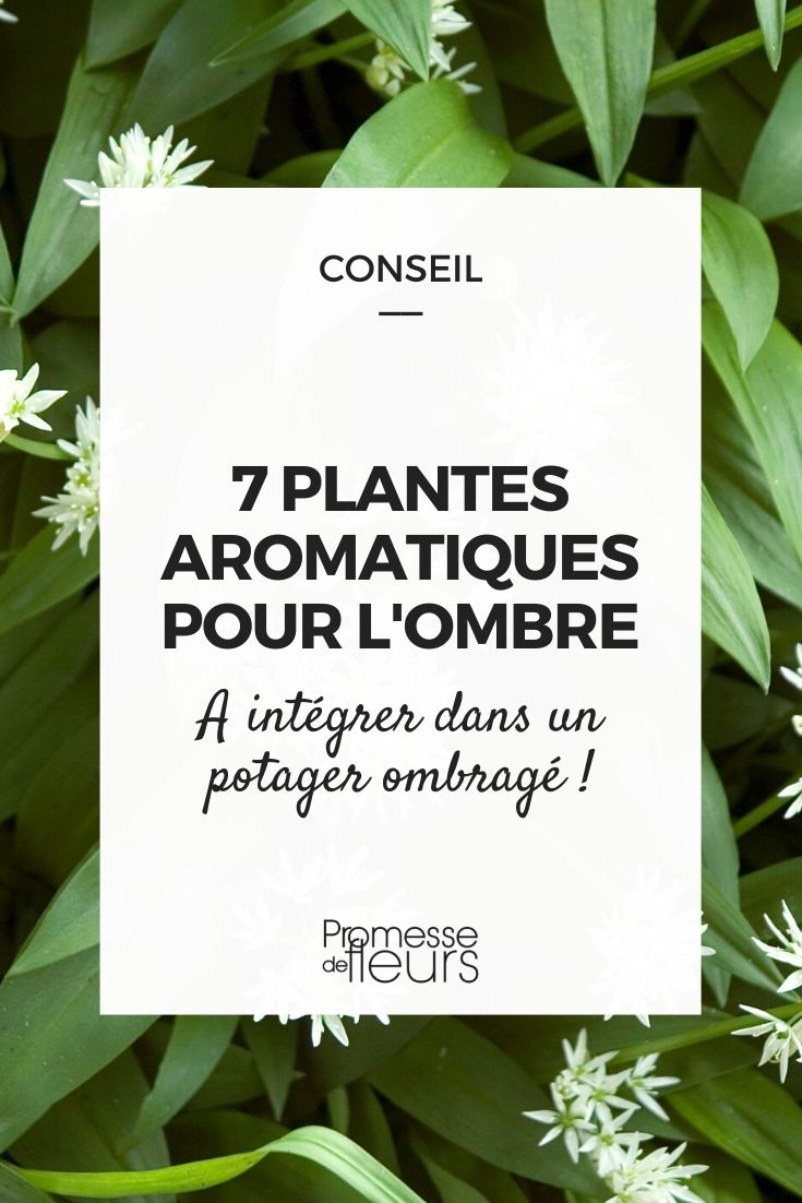 Aromatic Plants for Shady Areas