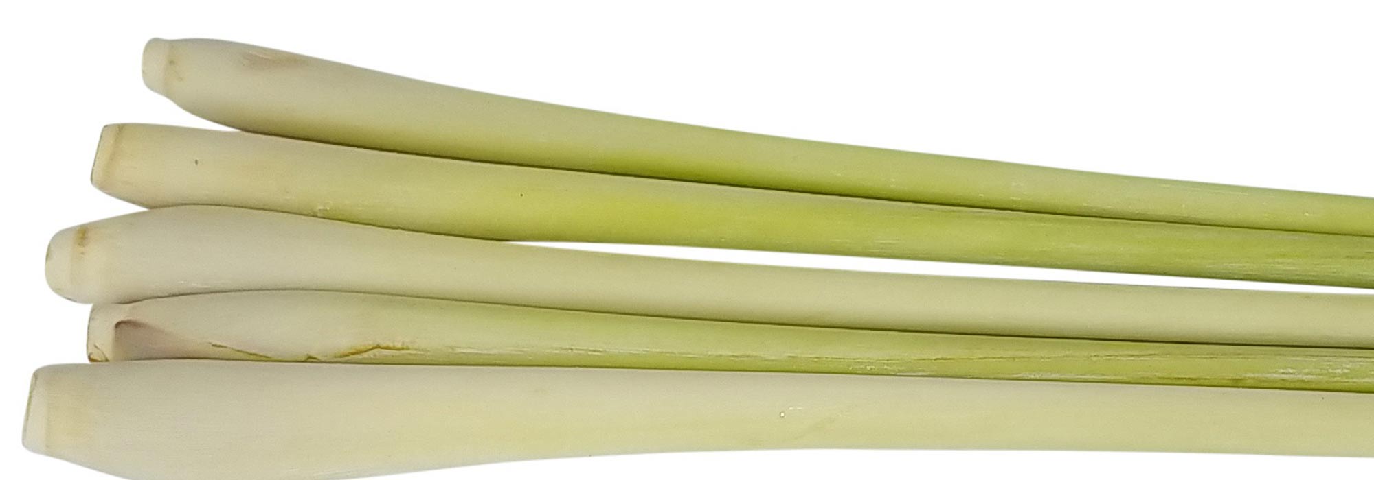Lemongrass: sowing, cultivation, harvest