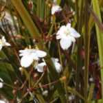 Libertia: planting, growing