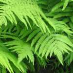 Matteuccia: planting, growing, and maintaining