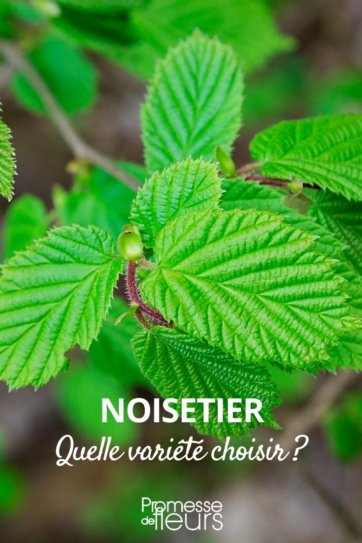 Hazel: How to Choose? A Buyer's Guide