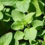 Oregano: sowing, cultivation, harvest