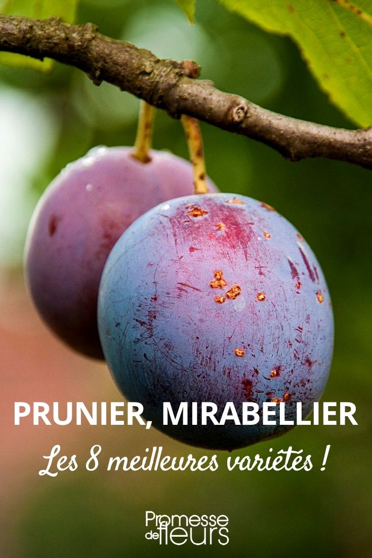 Plum-Mirabelle Tree-Best Varieties