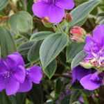 Tibouchina: planting, cultivation, maintenance