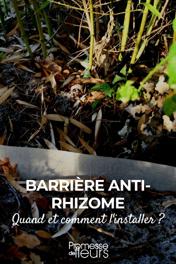 rootstock barrier root barrier