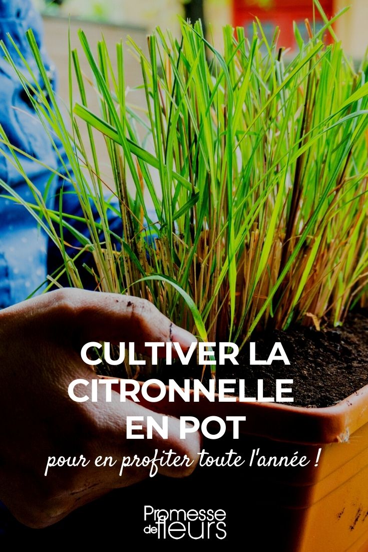 Growing Cymbopogon citratus in a Pot