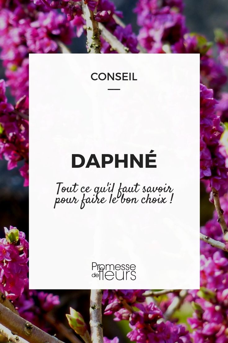 Daphne Buying Guide Daphne selection