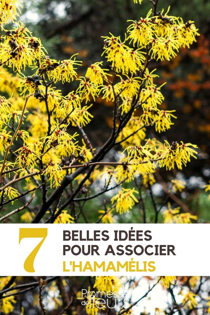Witch Hazel: 7 Plant Pairing Ideas