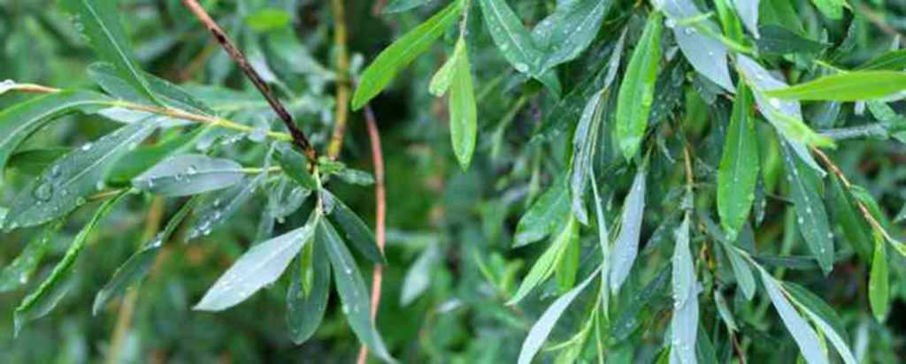 How to make willow water?