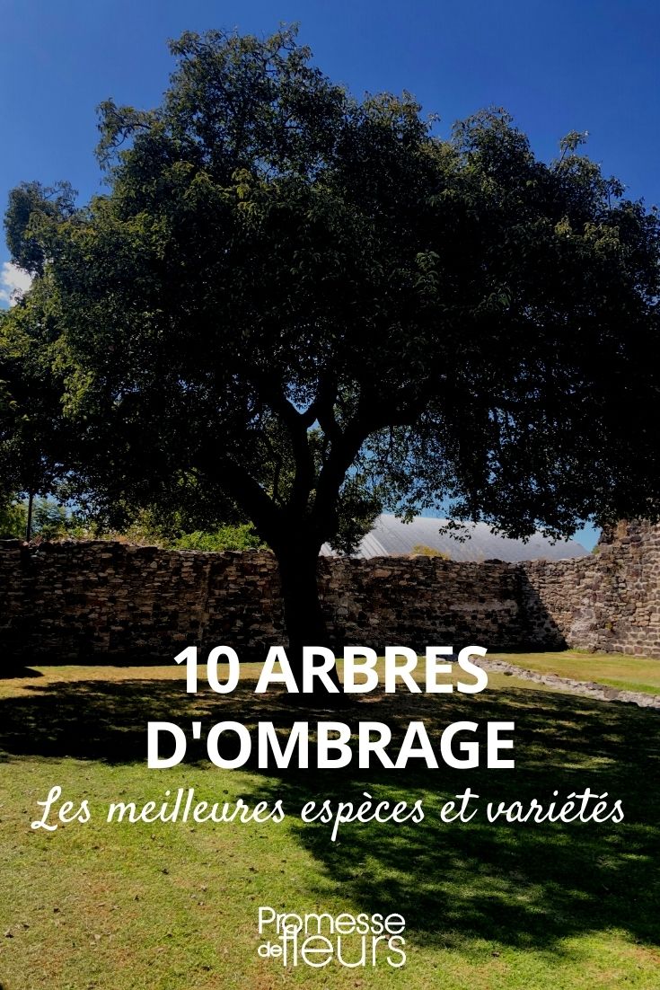 Trees for Shade
