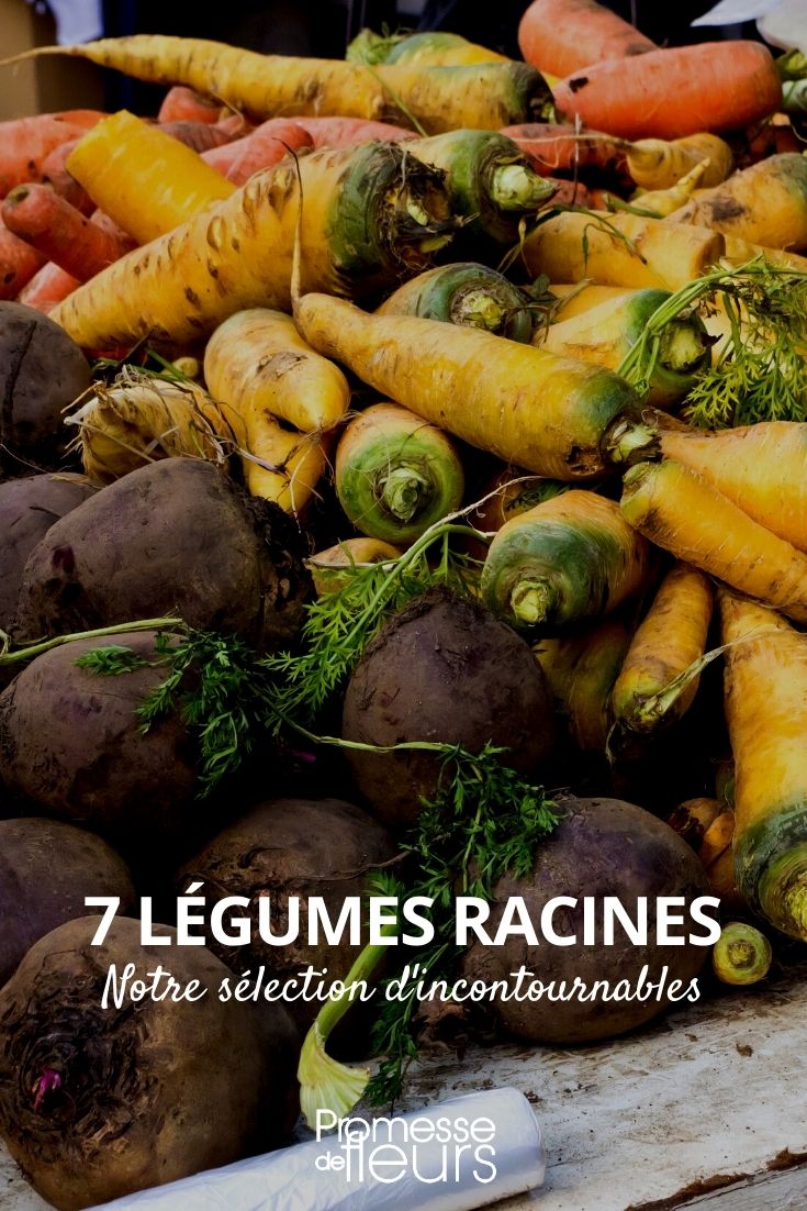 7 Root Vegetables root vegetables