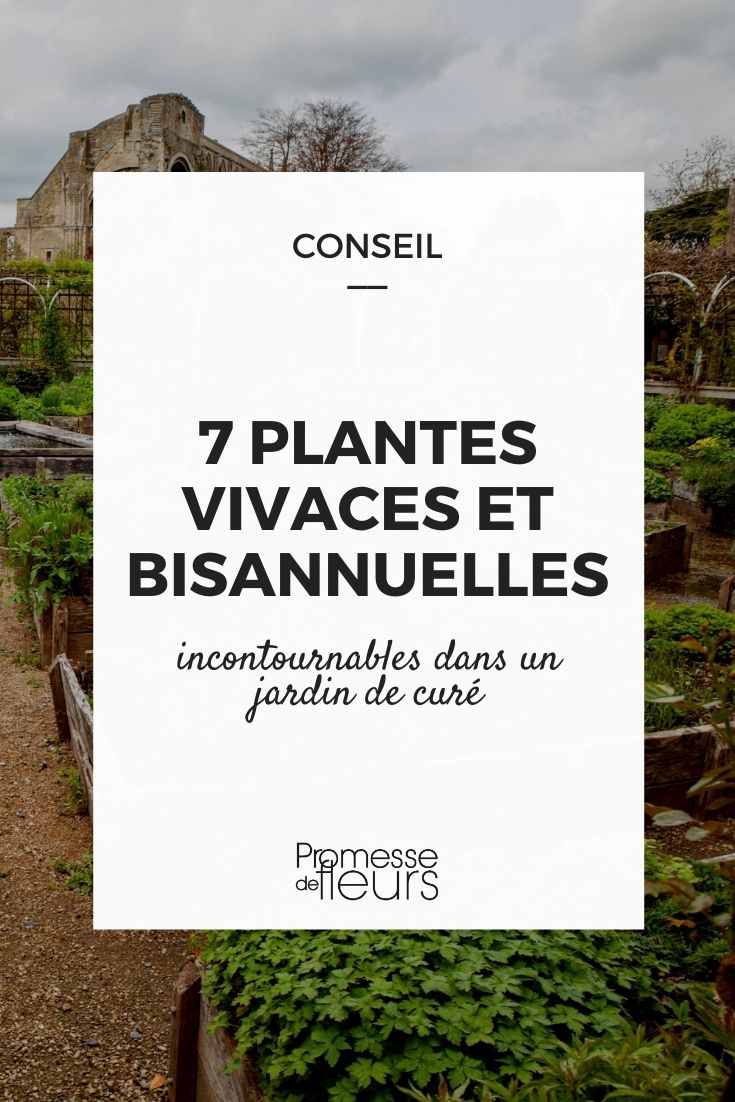 Selection of 7 Perennials and Biennials for a Cottage Garden