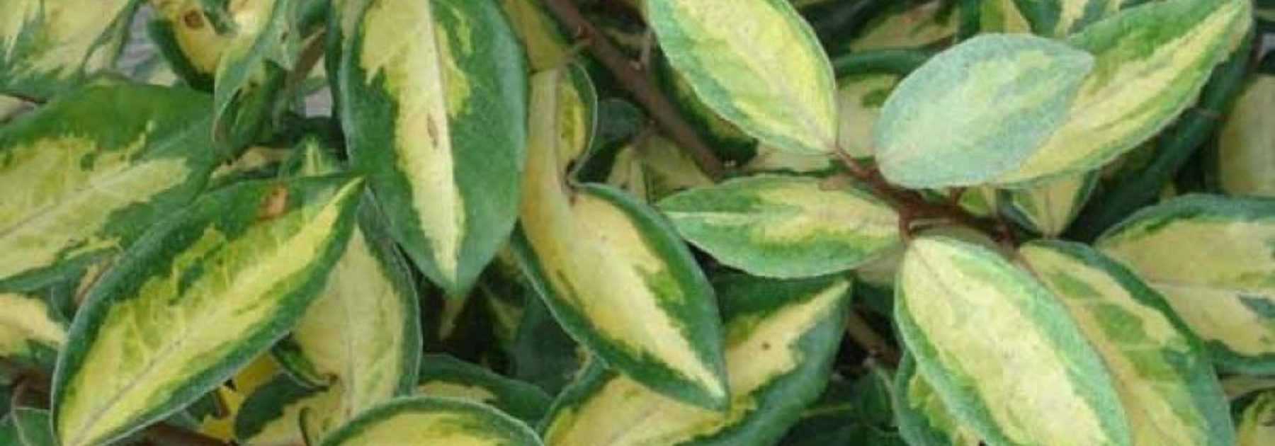 Propagate <em>Eleagnus</em>: when and how?